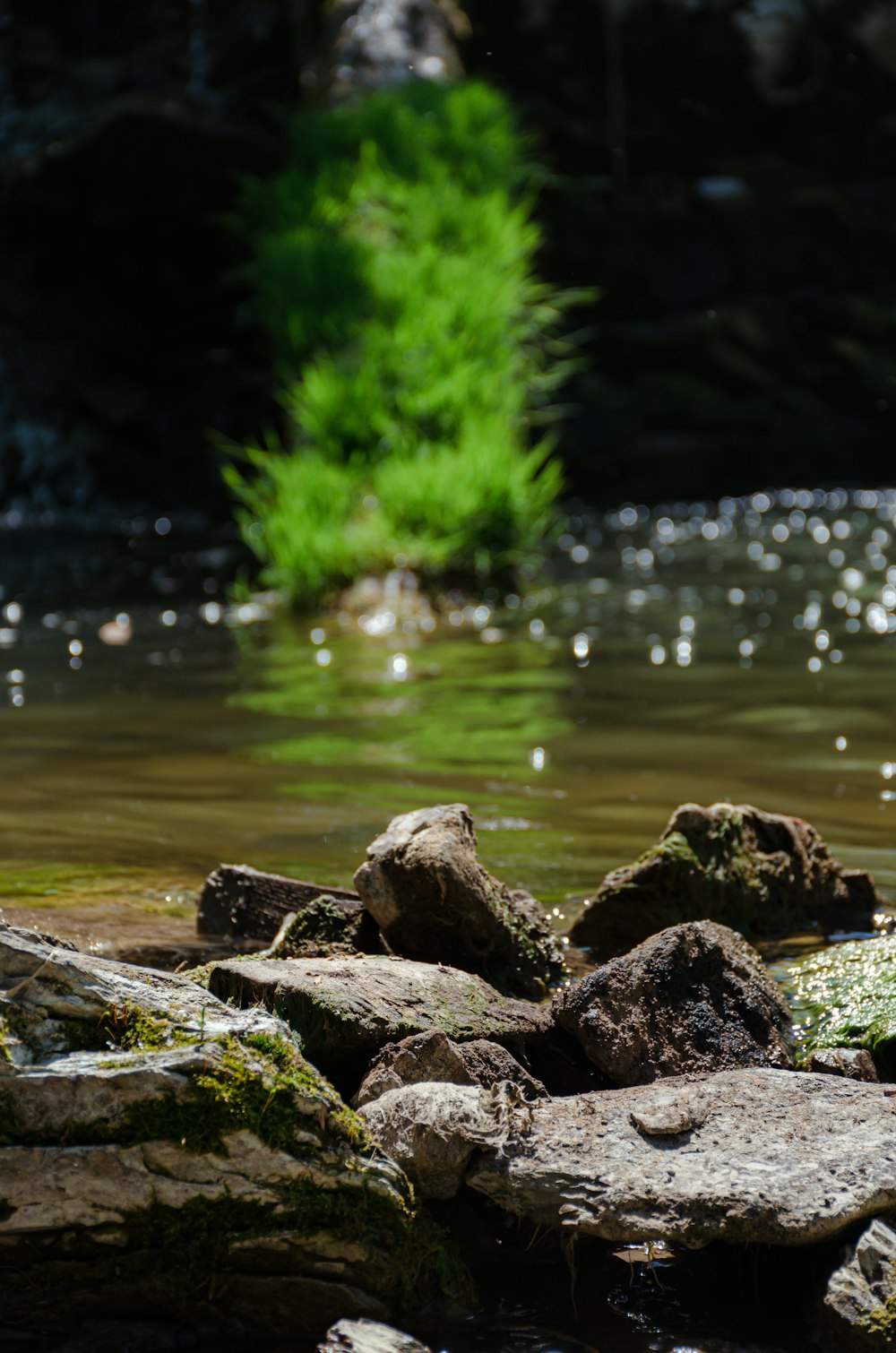 a bird is standing on some rocks in the water