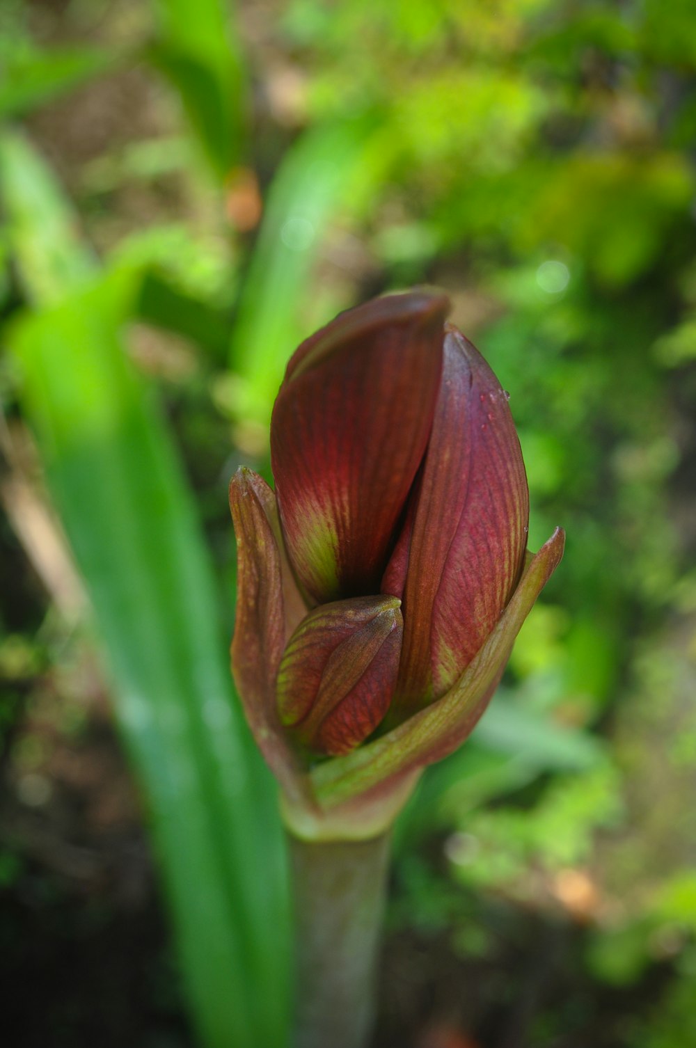 a close up of a flower with a blurry background