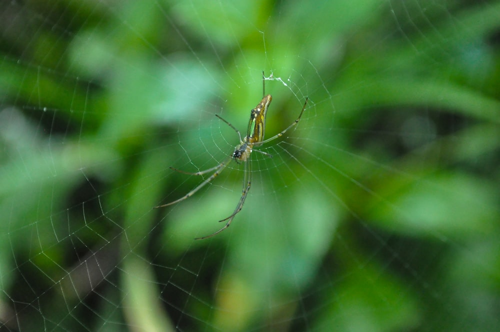 a close up of a spider on a web