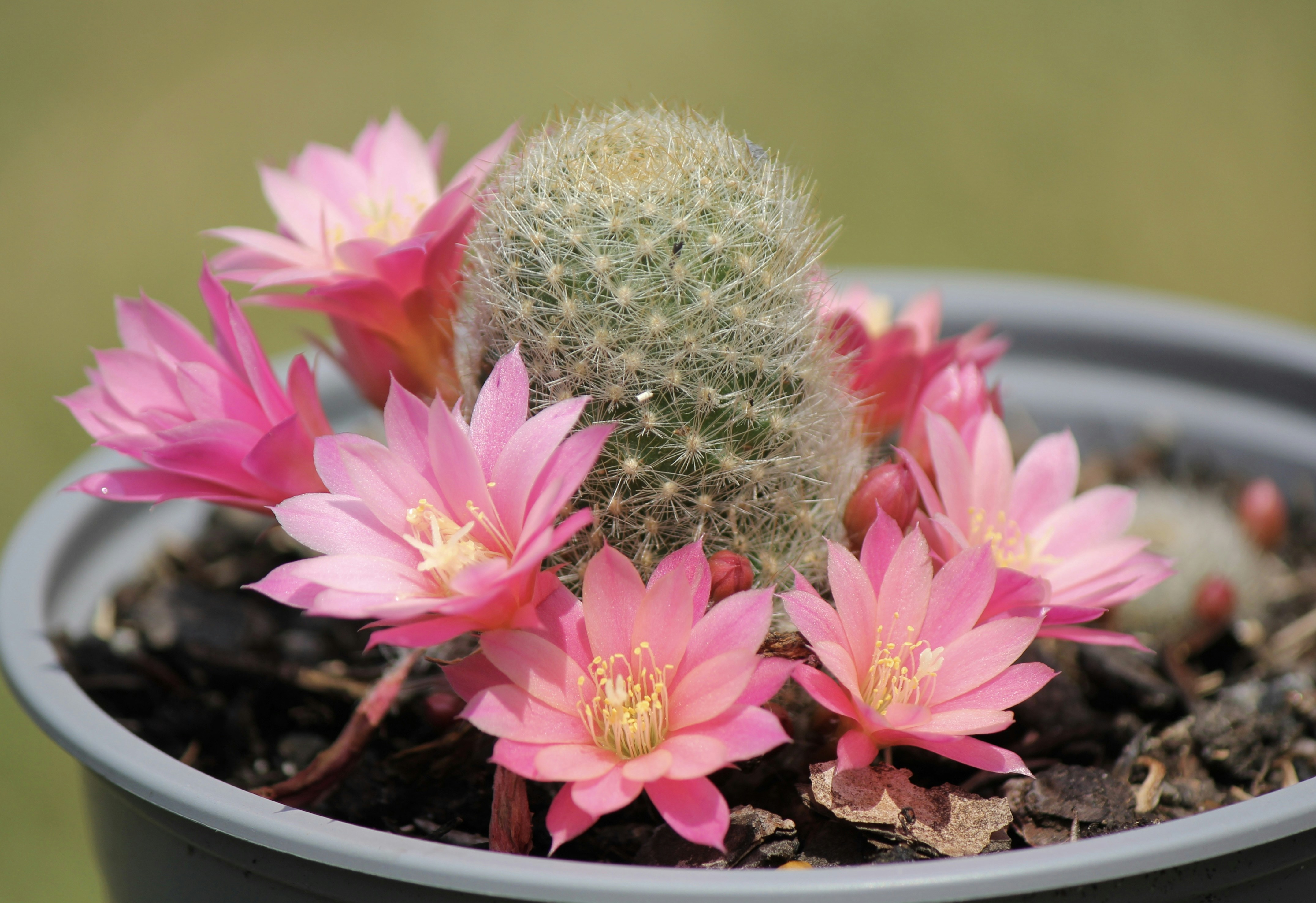 Reproductive Resilience: Desert Dating Strategies (image credits: unsplash)