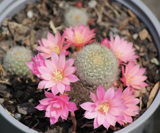a potted plant with pink flowers in it