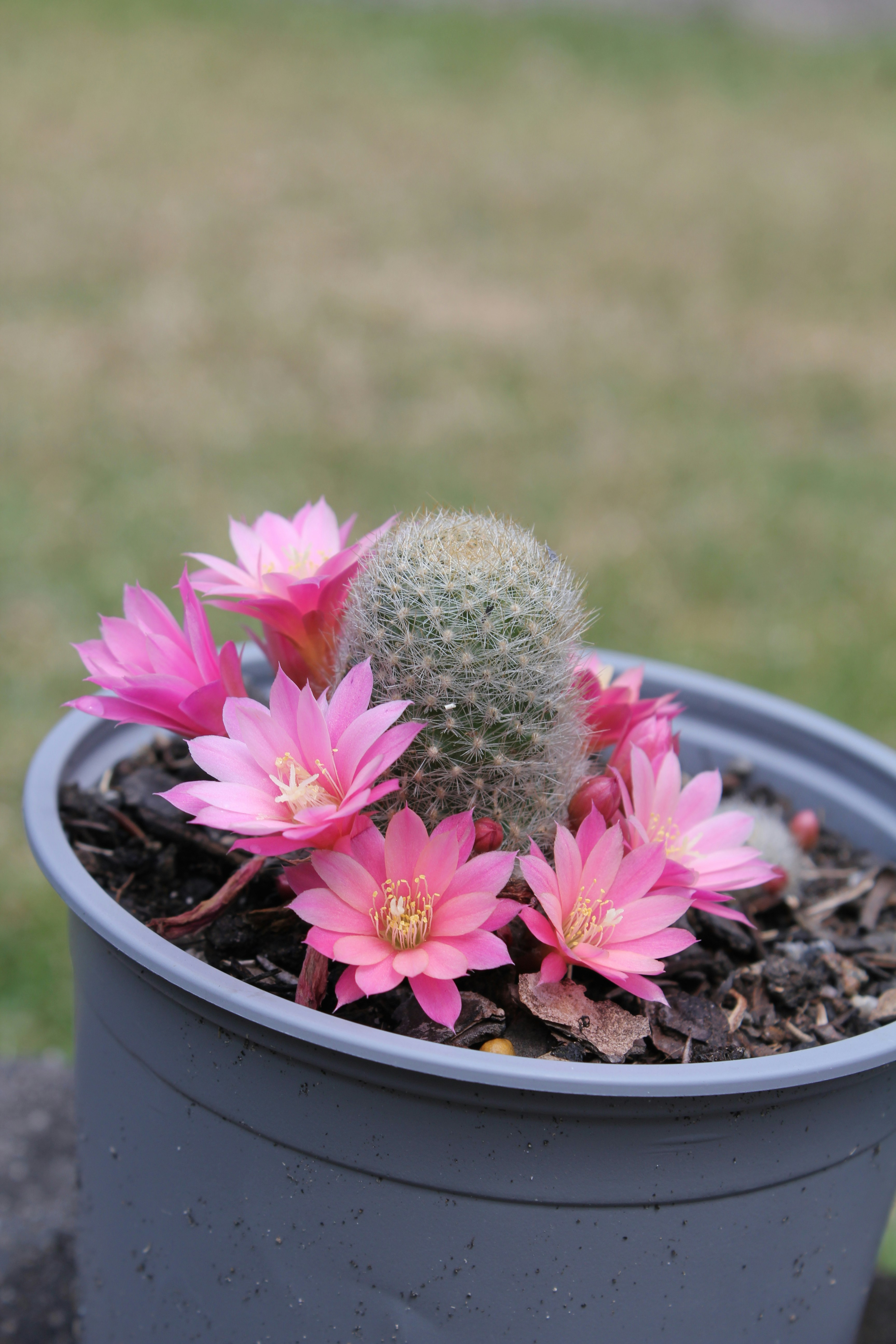 Ein kleiner Kaktus mit rosa Blten in einem Topf Foto  Kostenloses Bild  zum Thema Blume auf Unsplash