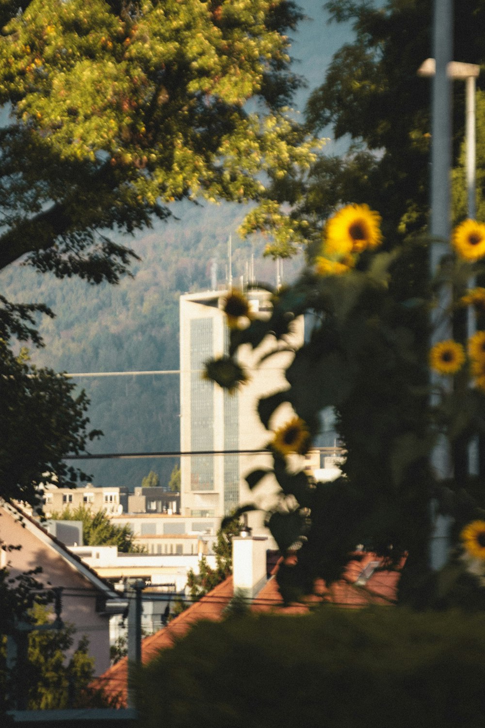 a view of a city with sunflowers in the foreground