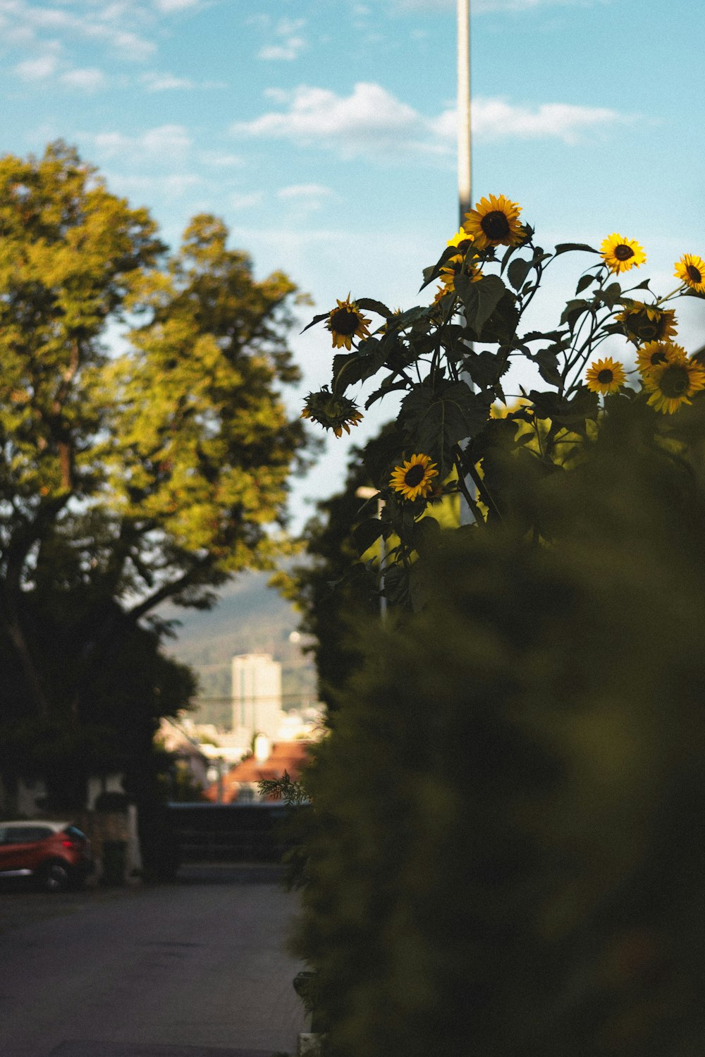 sunflowers in the foreground of a city street