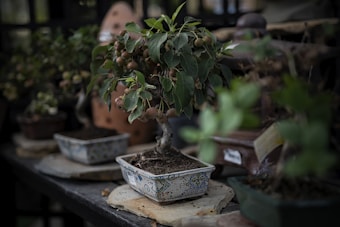 A small bonsai tree is placed in a decorative ceramic pot on a wooden shelf. The bonsai has lush green leaves and small brown fruit, suggesting a well-maintained and mature plant. Surrounding the bonsai are other potted plants, creating a dense, organic arrangement. The background is blurred, emphasizing the foreground plants.