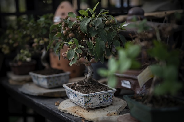 A small bonsai tree is placed in a decorative ceramic pot on a wooden shelf. The bonsai has lush green leaves and small brown fruit, suggesting a well-maintained and mature plant. Surrounding the bonsai are other potted plants, creating a dense, organic arrangement. The background is blurred, emphasizing the foreground plants.