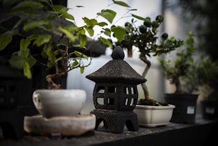 a potted plant sitting on top of a table