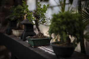 A small bonsai tree is placed in an ornate green pot, resting on a wooden shelf. Its delicate branches are adorned with fresh, green leaves, and its roots are exposed slightly above the soil. In the background, other potted plants and a traditional stone lantern can be seen, all softly blurred to bring attention to the main bonsai tree.