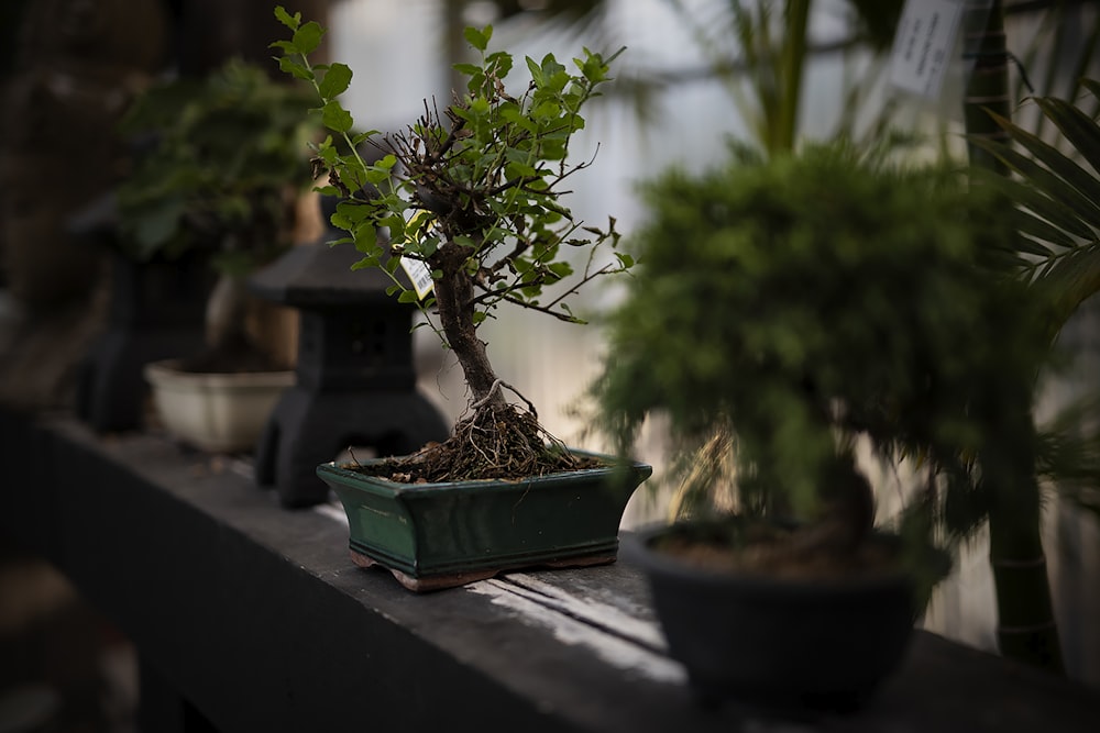 a bonsai tree in a pot on a table