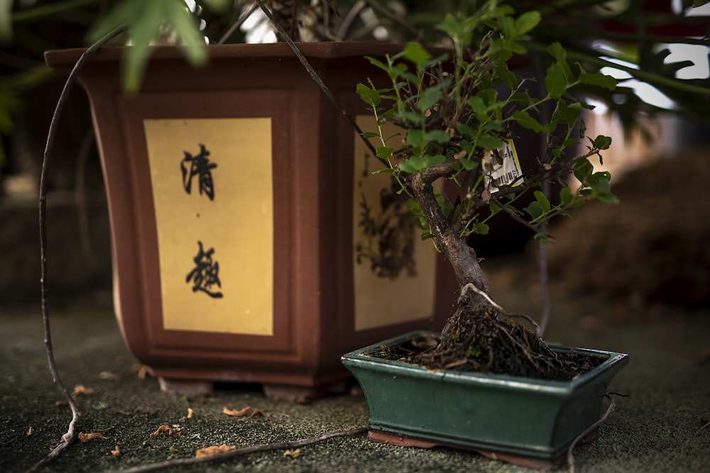 a bonsai tree in a pot with chinese writing on it