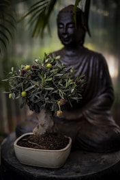 a small bonsai tree in a pot on a table
