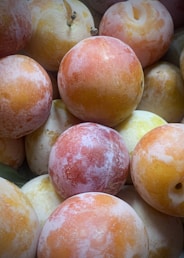 A vibrant image of ripe plums ready for harvest.