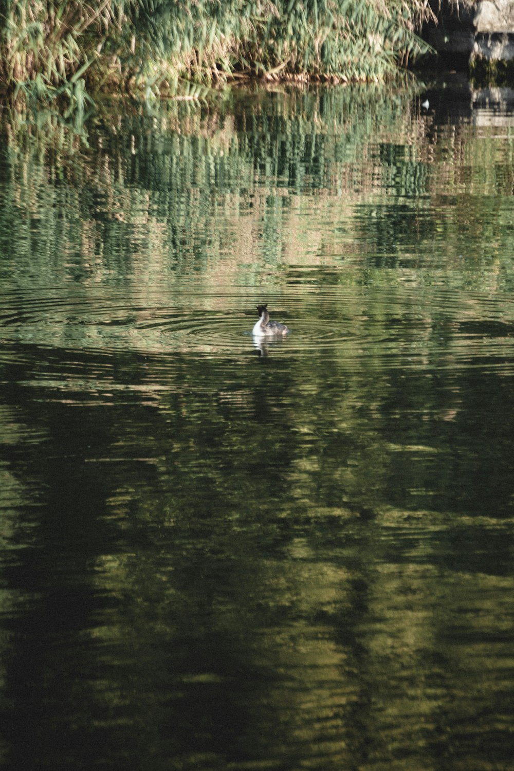 a duck floating on top of a body of water