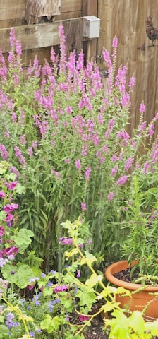 A lush garden scene featuring native plants, blooming wildflowers, and a small bird perched on a branch.