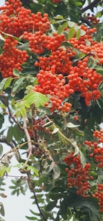 Fresh amla berries clustered together on a leafy branch, highlighting their rich vitamin C content