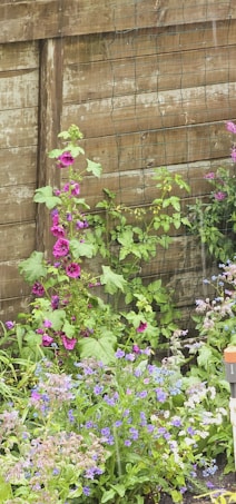 A vibrant garden scene with various purple, pink, and blue flowers in full bloom, set against a rustic wooden fence. The greenery is lush, with different types of plants and flowers reaching towards the sky. The fence has a wire mesh attached to it, providing a textured background.