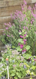A lush garden with various flowering plants including tall pink and purple blossoms. The plants are densely packed, with green foliage and multicolored flowers. A wooden fence serves as the backdrop, creating a rustic atmosphere. Watering equipment can be seen in the foreground.