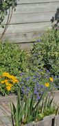 A freshly installed wooden privacy fence bordering a sunny backyard garden.