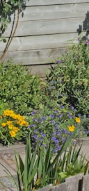 A wooden fence serves as the backdrop to a vibrant garden, featuring an array of colorful flowers including bright yellow and purple blooms. Green foliage and assorted plants are interspersed among the flowers. The sun casts shadows, creating a clear, bright atmosphere.