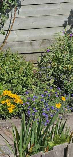 A wooden fence serves as the backdrop to a vibrant garden, featuring an array of colorful flowers including bright yellow and purple blooms. Green foliage and assorted plants are interspersed among the flowers. The sun casts shadows, creating a clear, bright atmosphere.