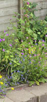 Beautiful garden corner with practical tools and vibrant flowers