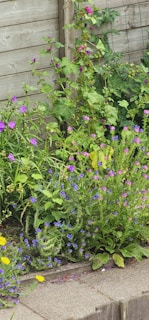 A vibrant garden corner with lush plants and colorful flowers in pots.
