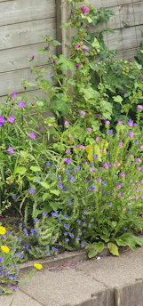 Beautiful garden corner with practical tools and vibrant flowers