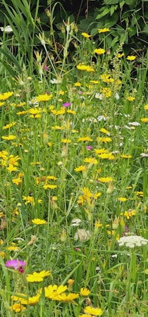 A lush meadow filled with a variety of wildflowers, predominantly featuring bright yellow blossoms interspersed with pink and white flowers. Tall green grasses and broad leaves provide a rich backdrop, while smaller plants and budding flowers add texture throughout.