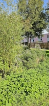 A lush green garden area with various plants and trees. There are two prominent trees surrounded by greenery, including bushes and ground cover plants. In the background, a fence and the side of a residential building are visible.