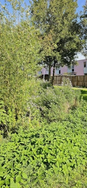 A lush green garden area with various plants and trees. There are two prominent trees surrounded by greenery, including bushes and ground cover plants. In the background, a fence and the side of a residential building are visible.