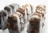 A collection of frozen chocolate-covered ice cream bars with a textured coating, arranged in a row. The focus is on the middle bars, creating a depth of field effect with some bars blurred in the foreground and background.