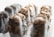 A collection of frozen chocolate-covered ice cream bars with a textured coating, arranged in a row. The focus is on the middle bars, creating a depth of field effect with some bars blurred in the foreground and background.