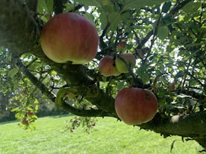 Family picking ripe apples together under sunny skies in a lush orchard.