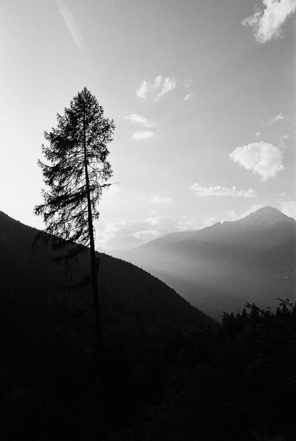 a black and white photo of a tree on a hill