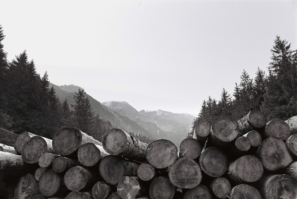 a pile of logs sitting in the middle of a forest