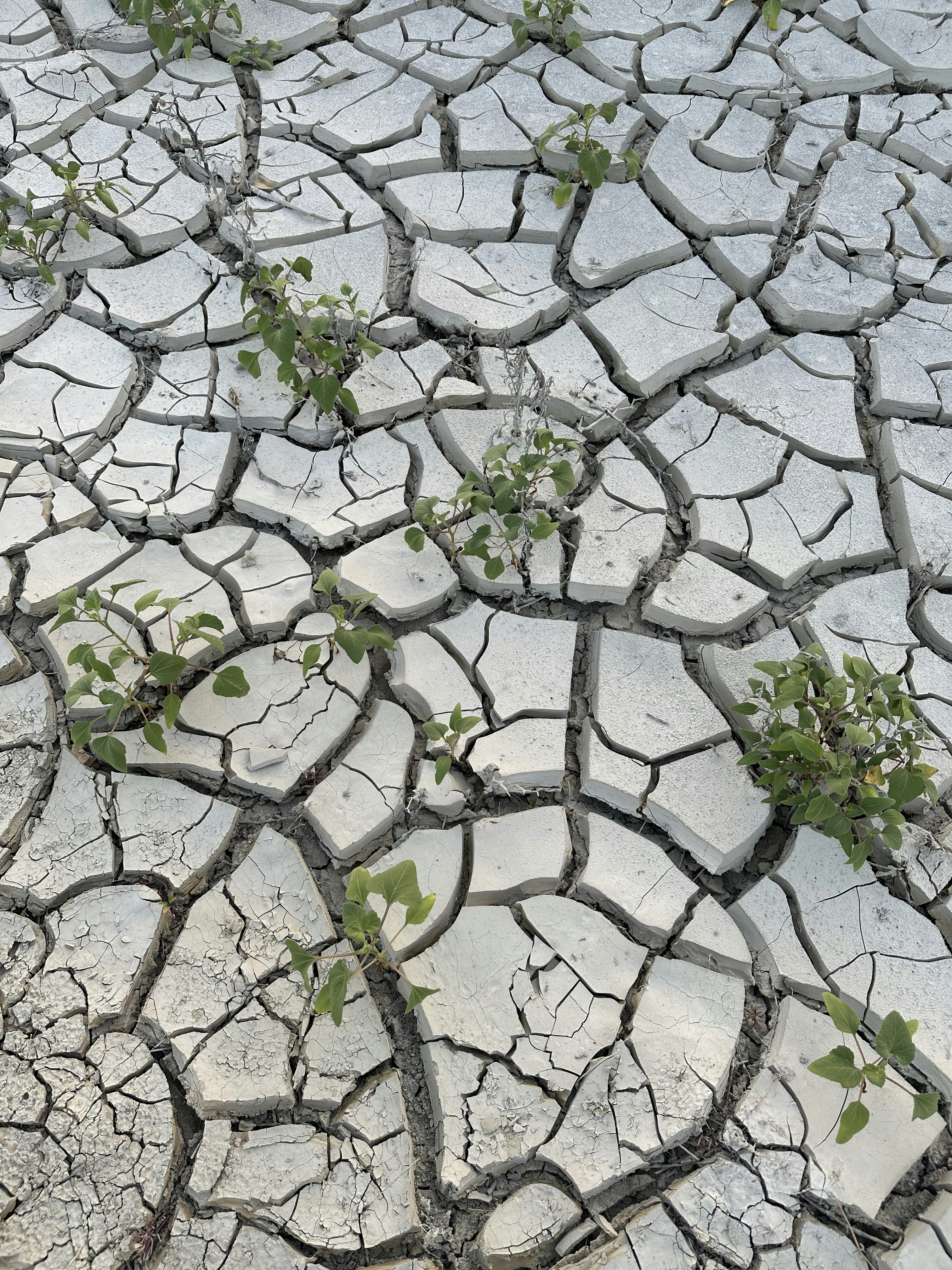 a plant growing out of a crack in the ground
