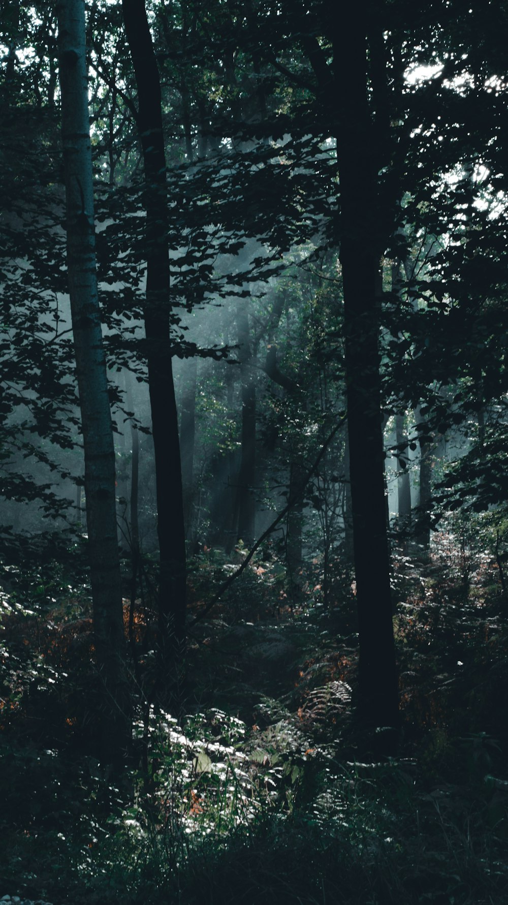 a forest filled with lots of tall trees