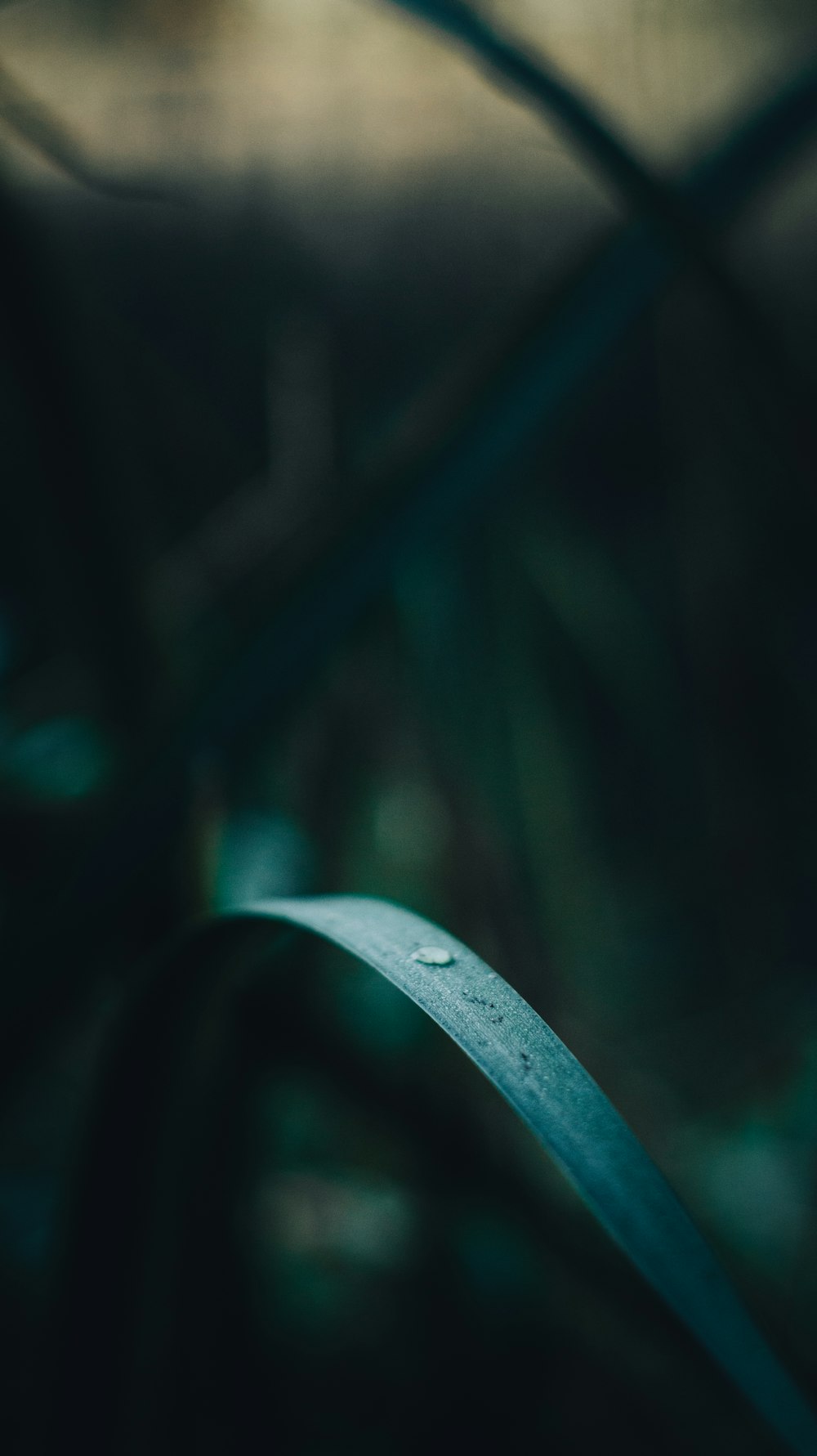 a blurry photo of a plant behind a fence