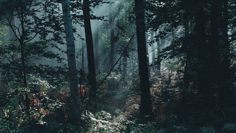 a forest filled with lots of tall trees