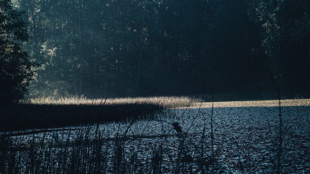 a body of water surrounded by trees and grass