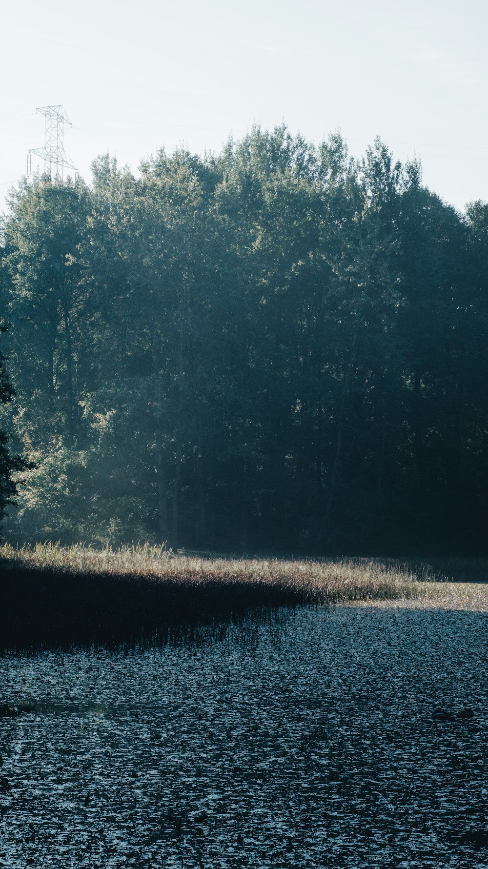 a large body of water surrounded by trees