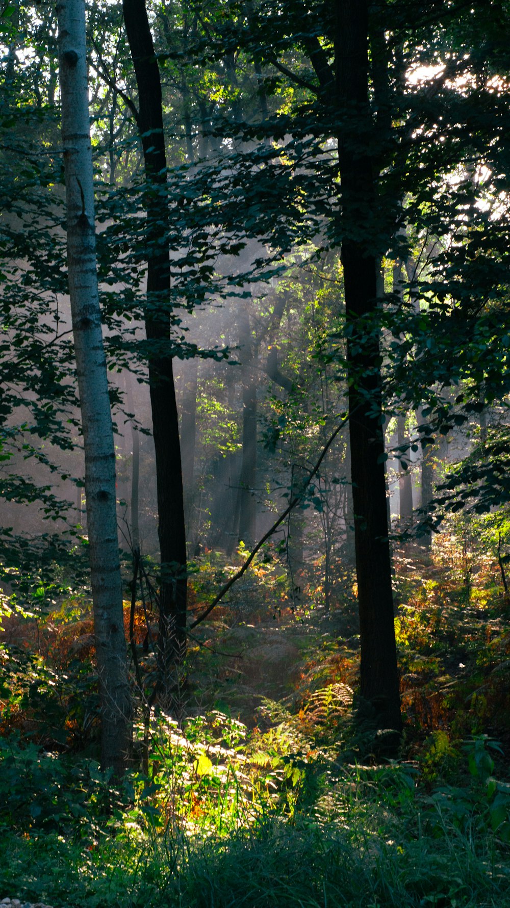 the sun shines through the trees in the forest