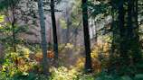 Soft sunlight filtering through dense Chilean native forest trees creating a serene atmosphere.