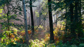 Soft sunlight filtering through dense Chilean native forest trees creating a serene atmosphere.