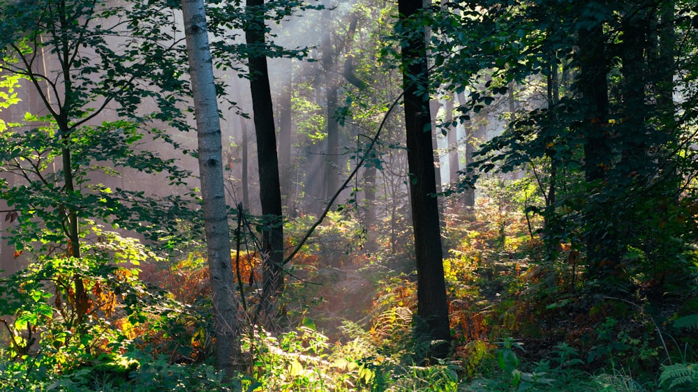 a forest filled with lots of tall trees