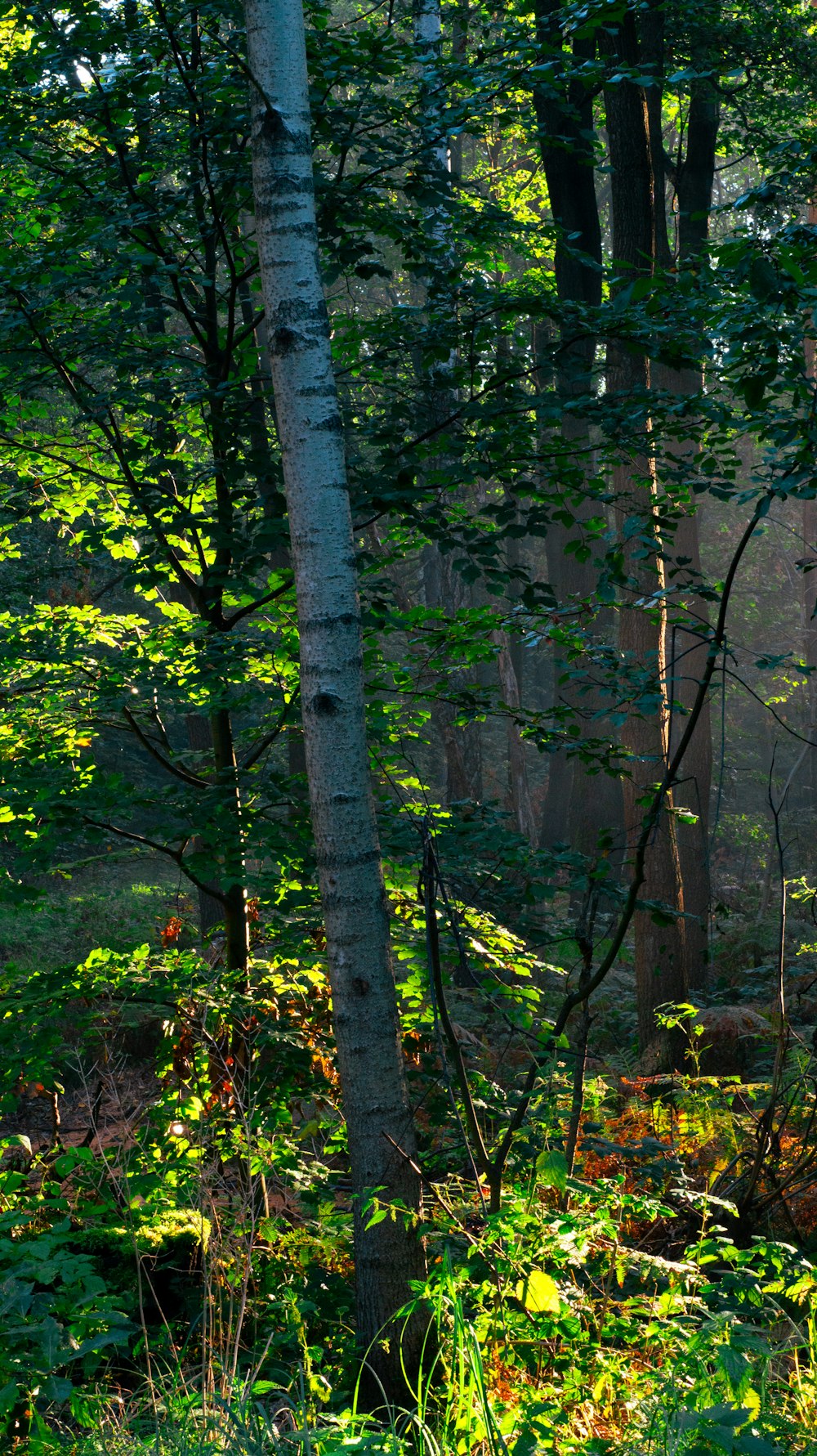 a forest filled with lots of tall trees