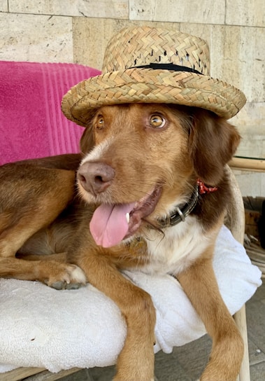 A dog is lying down with its tongue out, wearing a woven straw hat. The dog has brown fur with a white snout and is resting on a white cushion with a pink blanket in the background.
