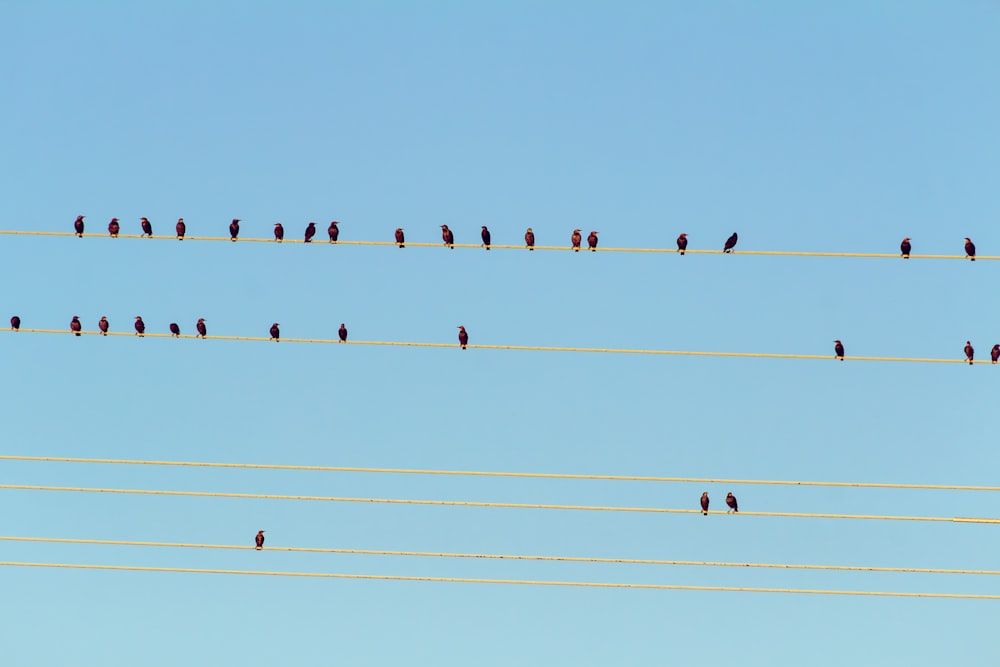 Ein Vogelschwarm sitzt auf Stromleitungen