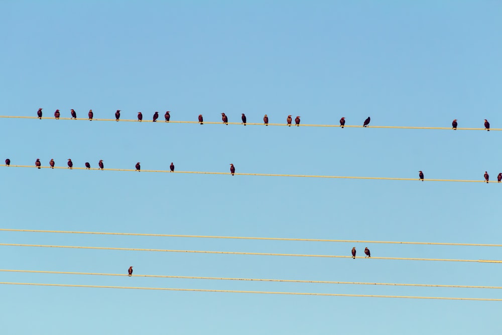 a flock of birds sitting on top of power lines