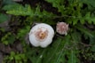 Two mushrooms with white caps and brown speckles are growing amidst vibrant green, serrated leaves. The surrounding foliage is lush, with a mix of light and dark green hues.